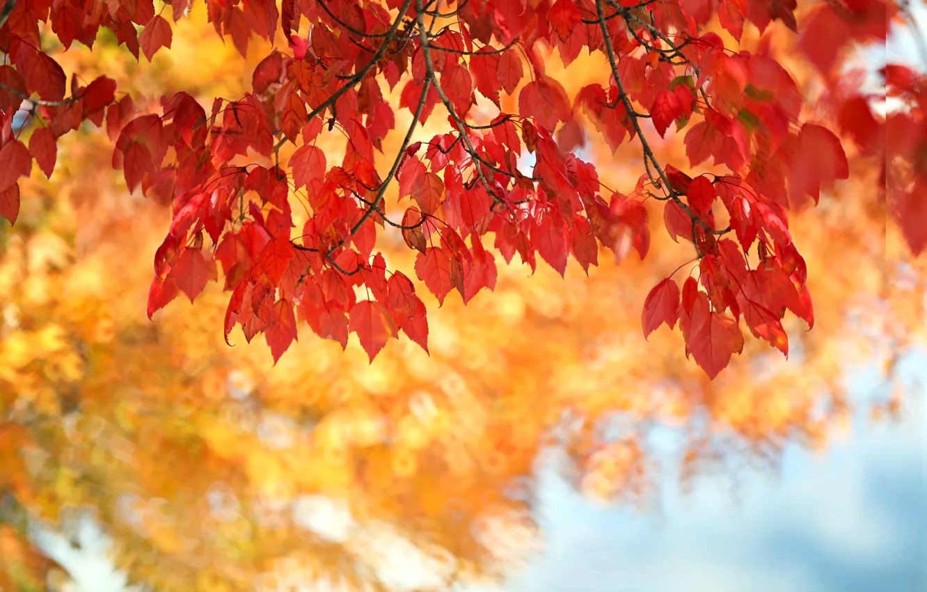 Фото обои осень, листья, багрянец