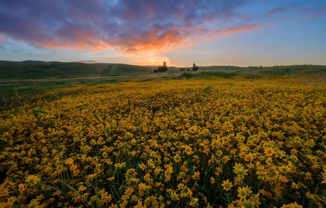 Фото обои поле, лето, небо, цветы, холмы, желтые