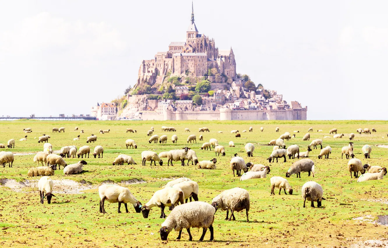 Фото обои поле, замок, Франция, овцы, монастырь, Нормандия, Мон-Сен-Мишель