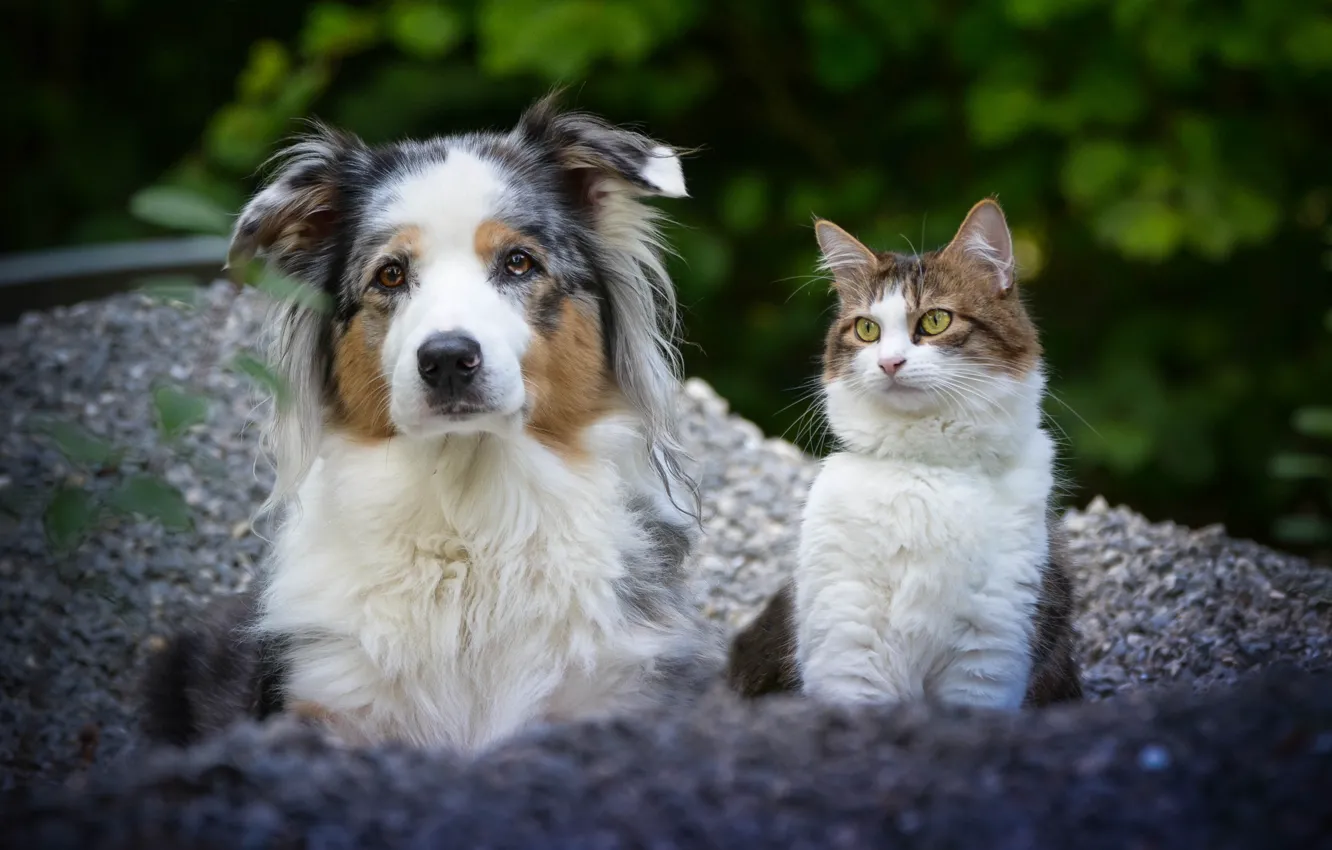 Фото обои кошка, собака, парочка, друзья, Австралийская овчарка, потртрет