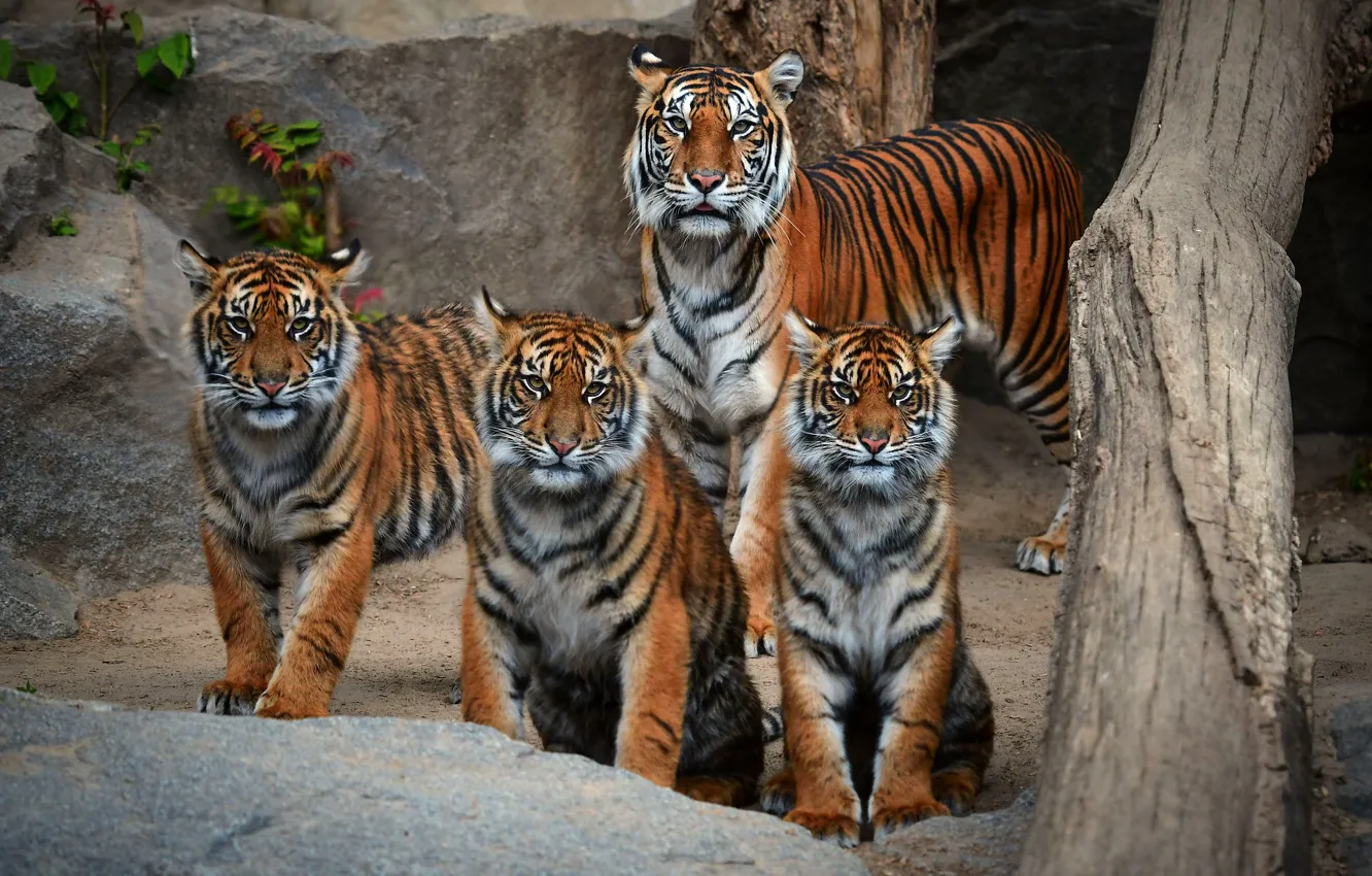 Фото обои взгляд, тигр, камни, семья, бревно, компания, тигры, тигрица
