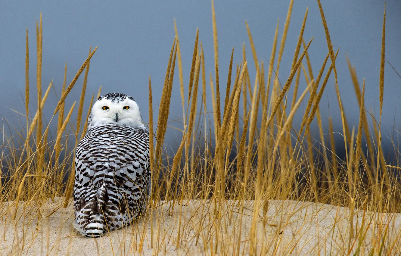 Фото обои песок, трава, взгляд, сова, колоски, полярная