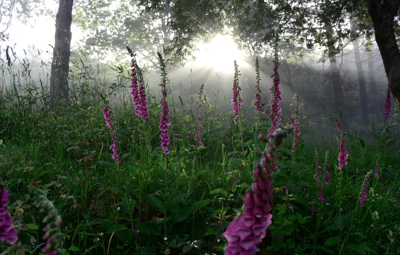 Фото обои лето, цветы, природа, туман