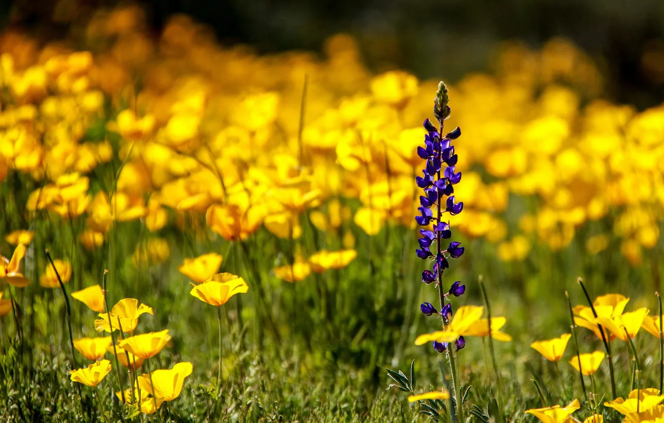 Фото обои фиолетовый, цветы, поляна, желтые, полевые, львиный зев