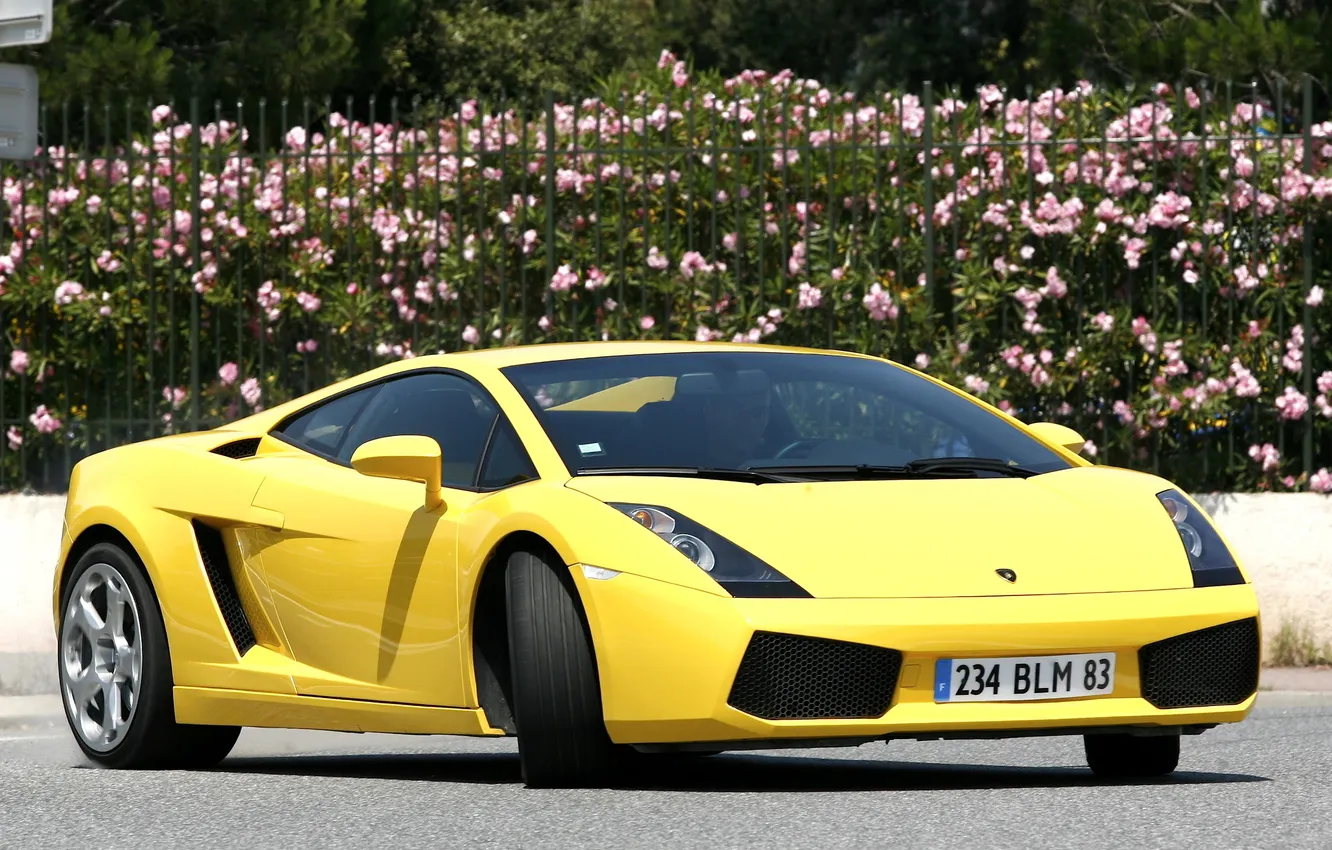 Фото обои цветы, забор, кусты, yellow, желтая, lamborghini gallardo, ламборгини, галлардо