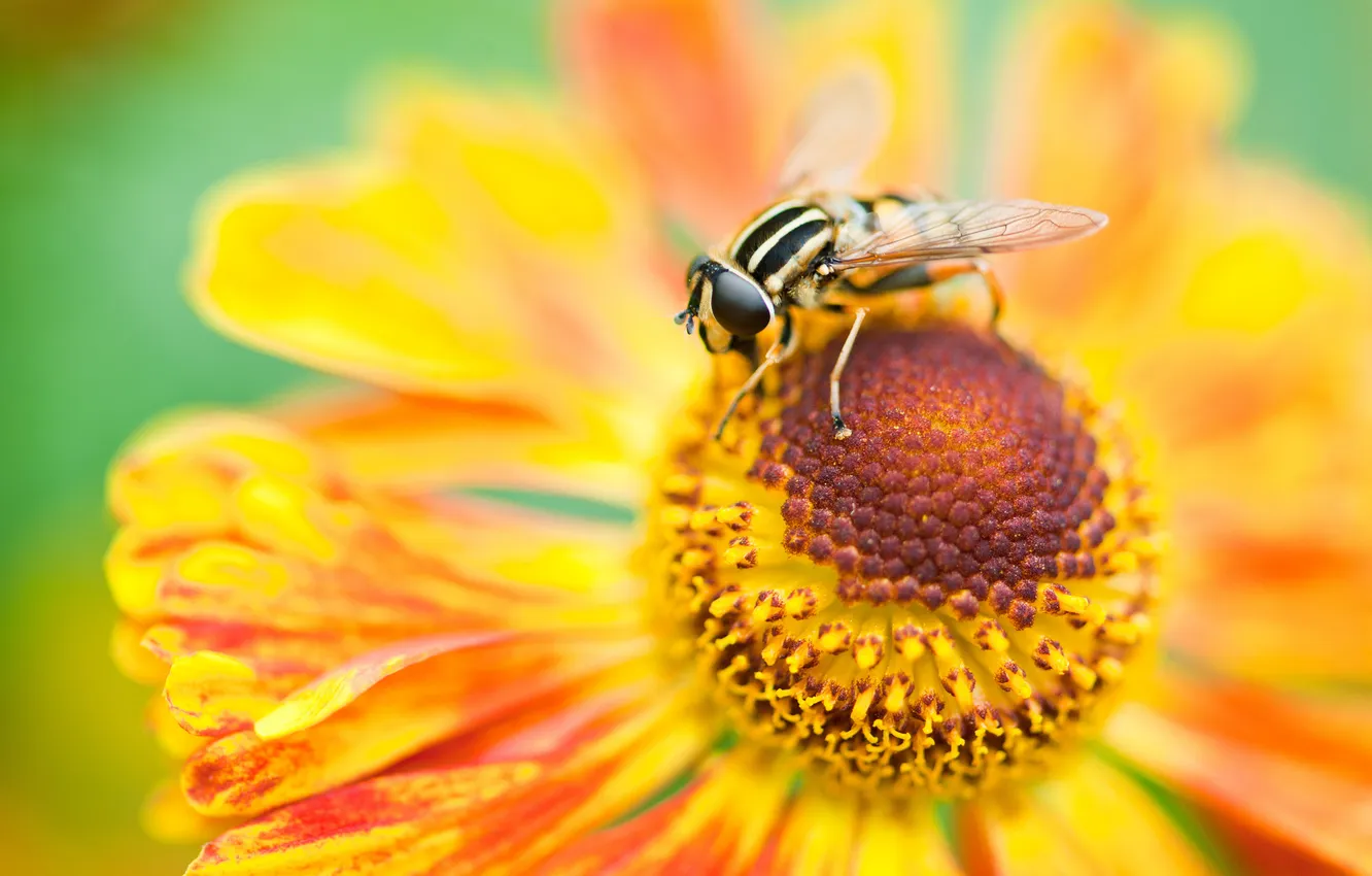 Фото обои цветок, макро, пчела, лепестки, насекомое