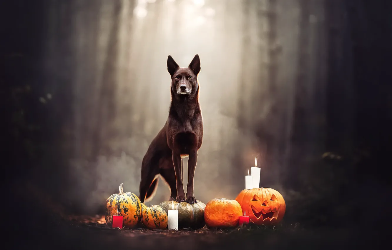 Фото обои фон, собака, Halloween