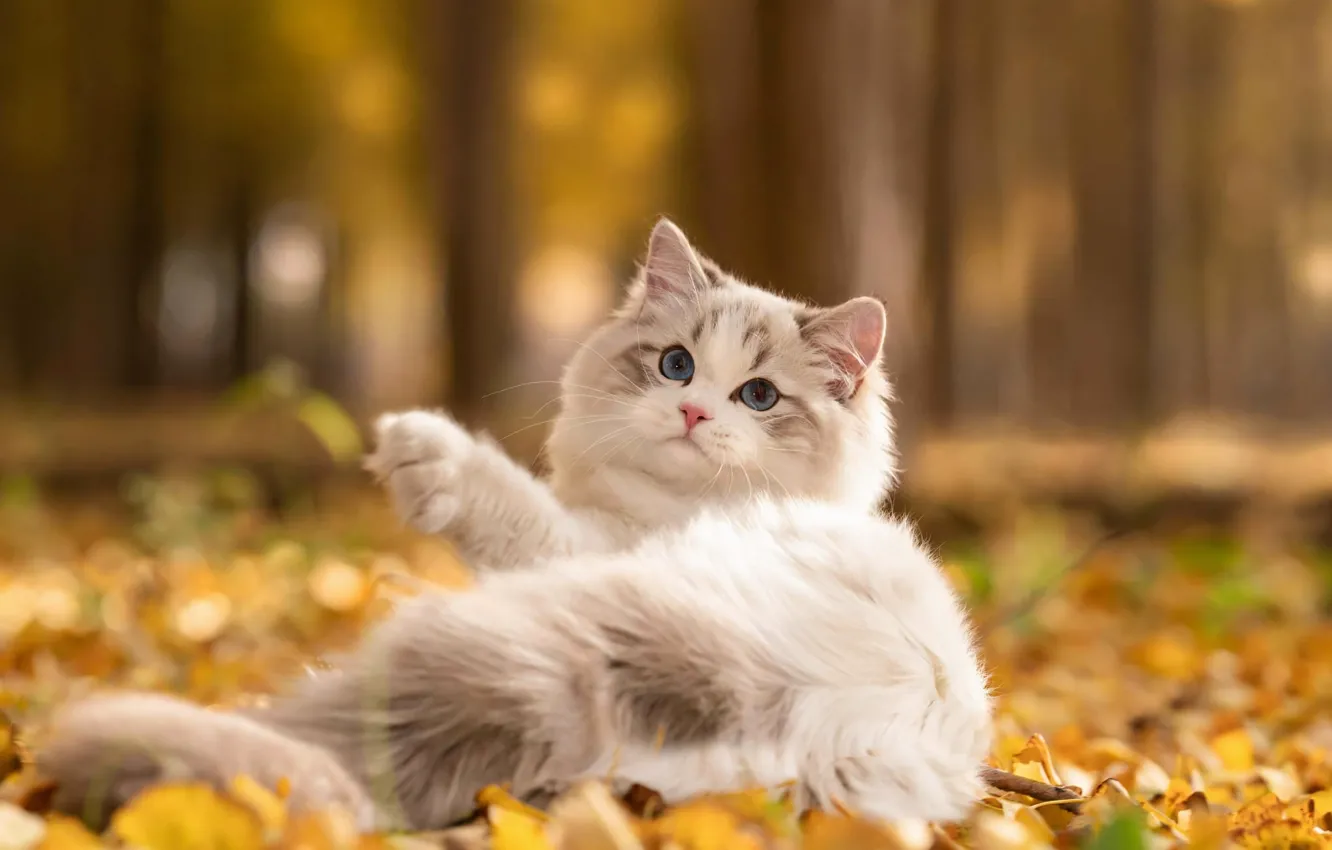 Фото обои осень, кошка, белый, деревья, природа, поза, парк, котенок