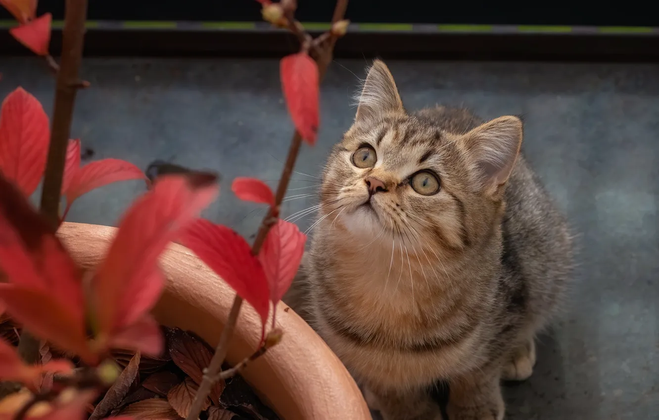 Фото обои кот, взгляд, котенок, растение