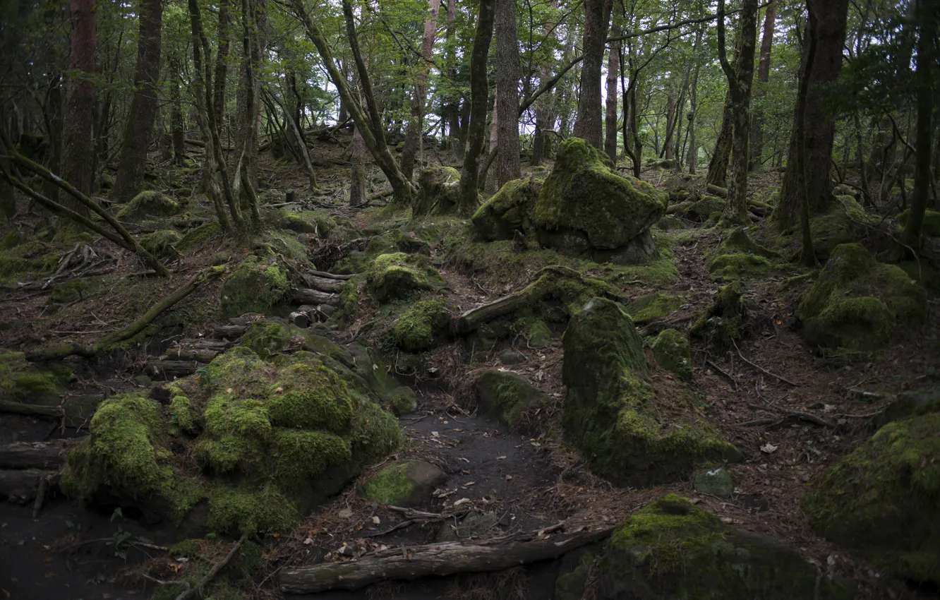Фото обои зелень, лес, деревья, камни