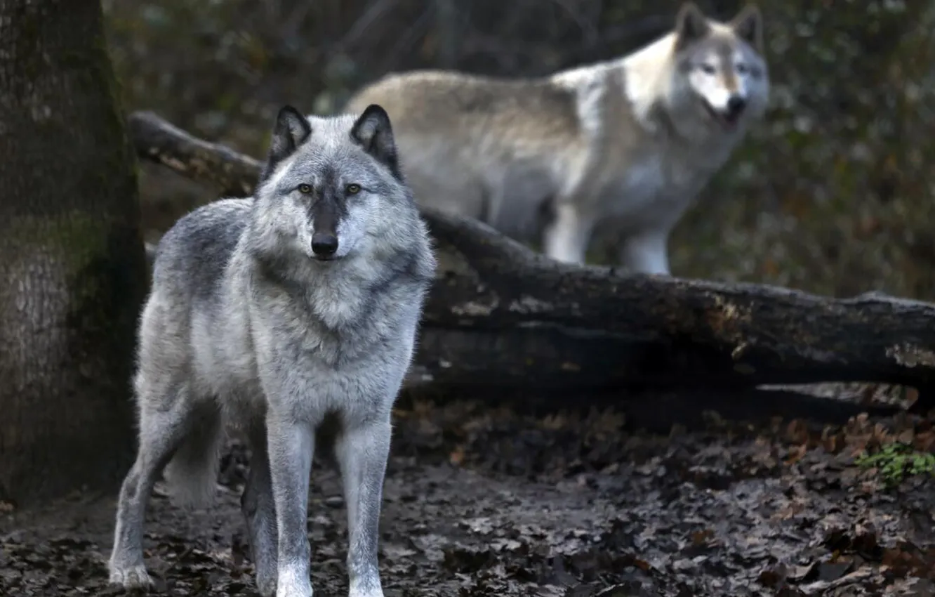 Фото обои nature, face, animal, wolf, wildlife, head, fur, mammal