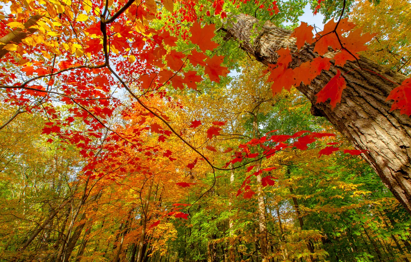 Фото обои осень, лес, ветки, природа, краски, листва