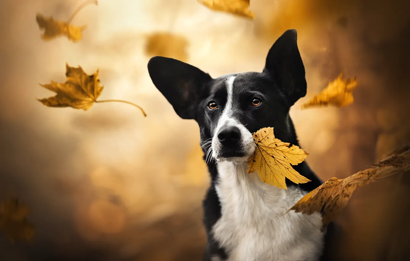 Фото обои осень, взгляд, морда, листья, собака, кленовый лист, боке, Вельш-корги