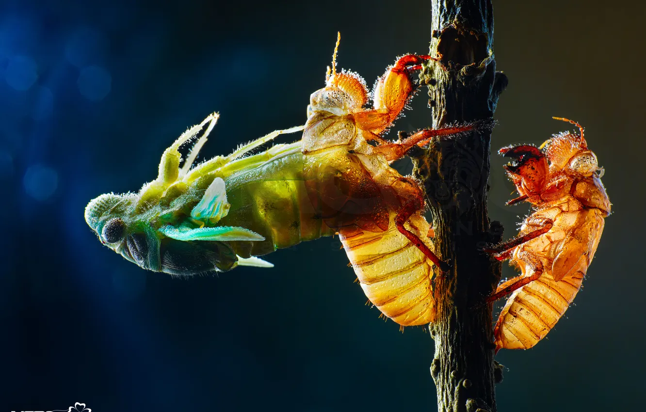 Фото обои Tran The Ngoc, личинка цикады, ricania japonica