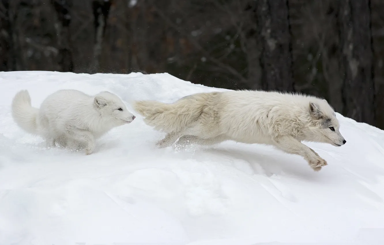 Фото обои Canada, Parc Omega, Canadian Arctic Foxes