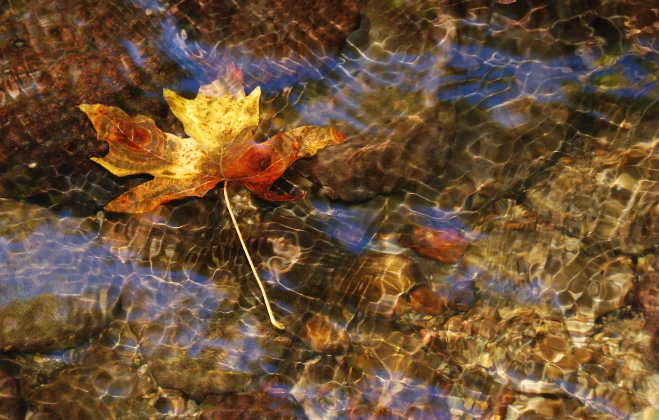 Фото обои вода, прозрачность, река, поток, macro, осенний листок, Nikon D60