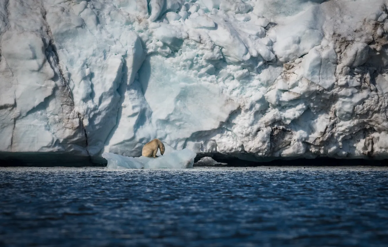 Фото обои море, снег, лёд, хищник, айсберг, льдина, белый медведь, полярный
