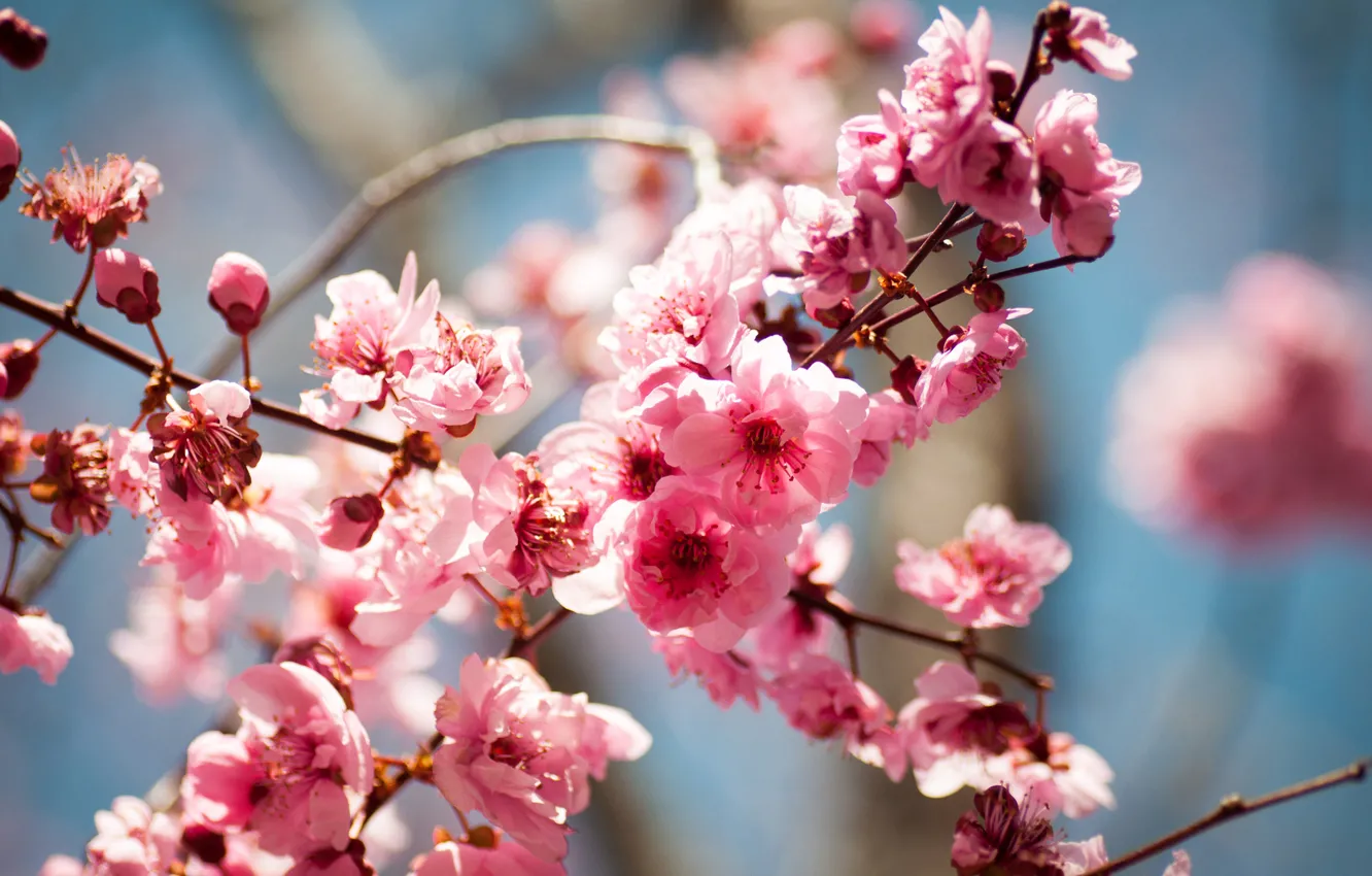 Фото обои цветы, дерево, весна, цветение, фруктовое