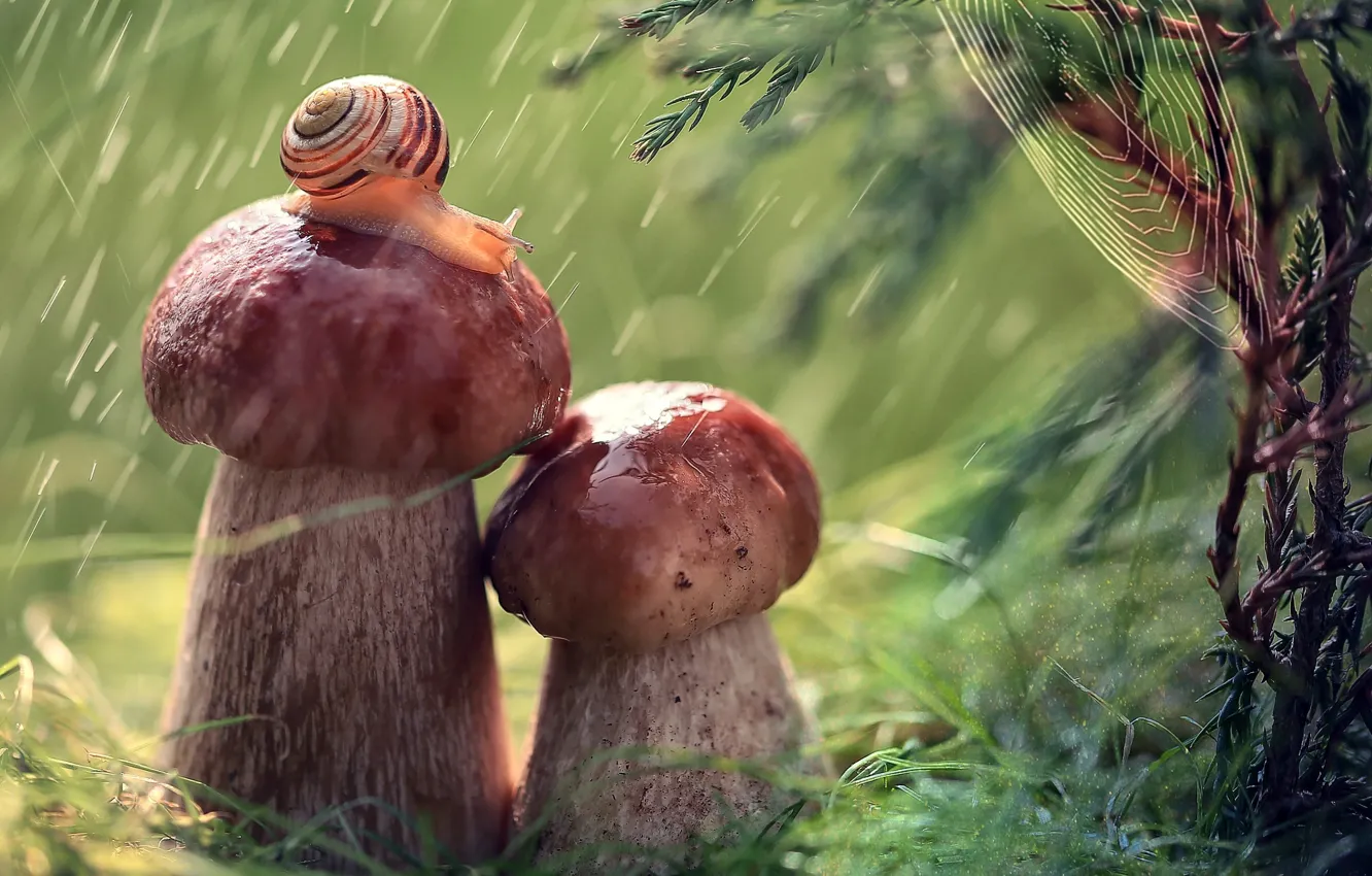 Фото обои макро, природа, дождь, грибы, улитка, паутина, ветка, хвоя