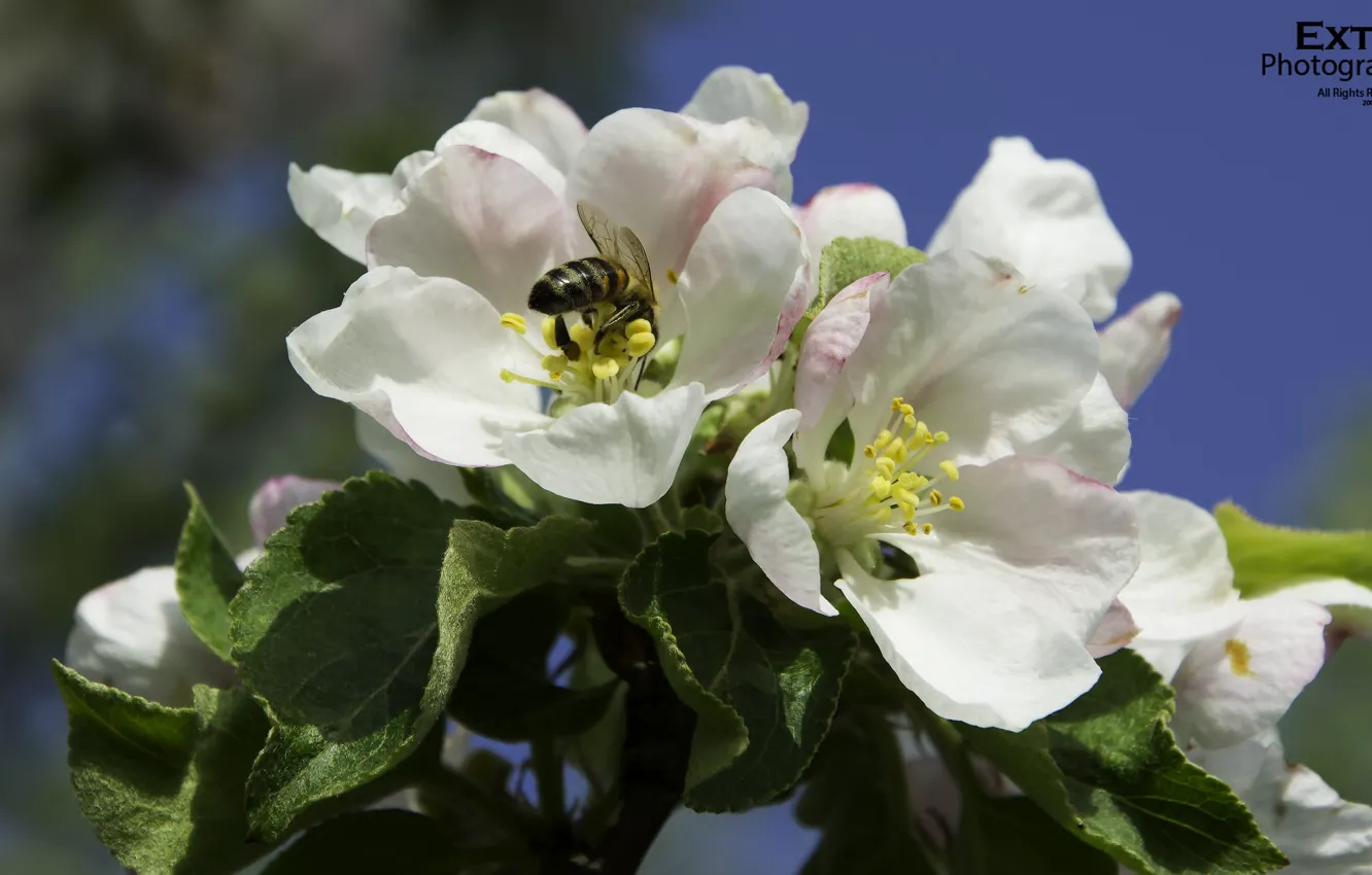 Фото обои макро, цветы, пчела, весна