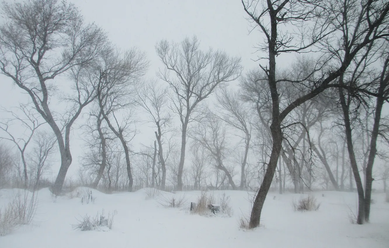 Фото обои зима, снег, деревья, мороз, Nature, метель, blizzard, trees