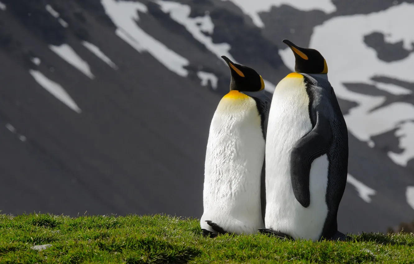 Фото обои горы, птицы, природа, поза, две, пингвины, пара, парочка
