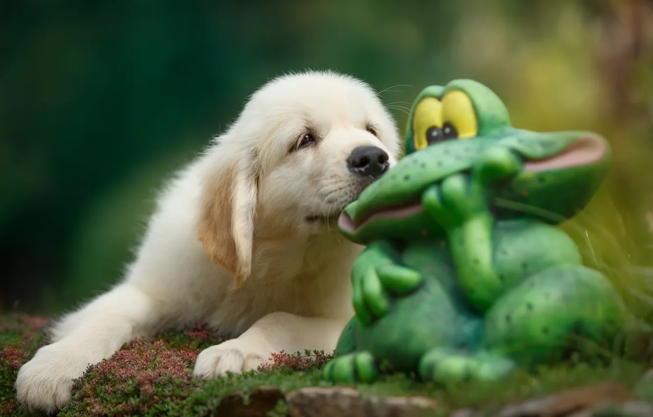 Фото обои щенок, жаба, ретривер