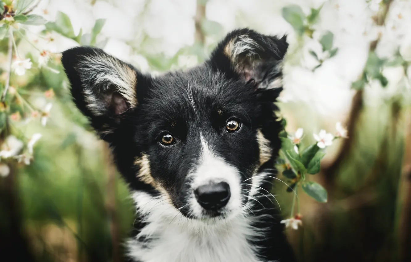 Фото обои взгляд, морда, черно-белый, портрет, собака, щенок