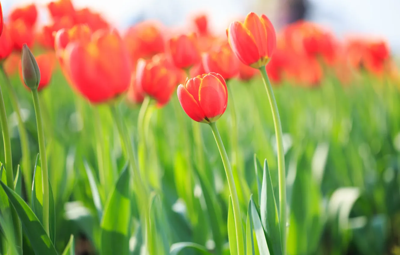 Фото обои поле, цветы, Тюльпаны, оранжевые, огненные