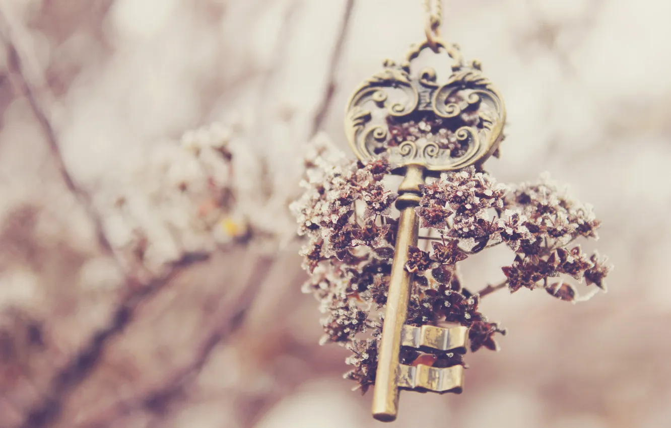 Фото обои цветок, ключ, keys
