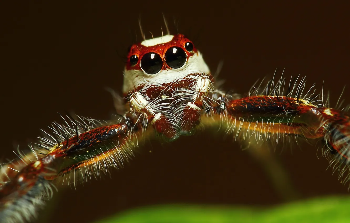 Фото обои spider, eyes, hair