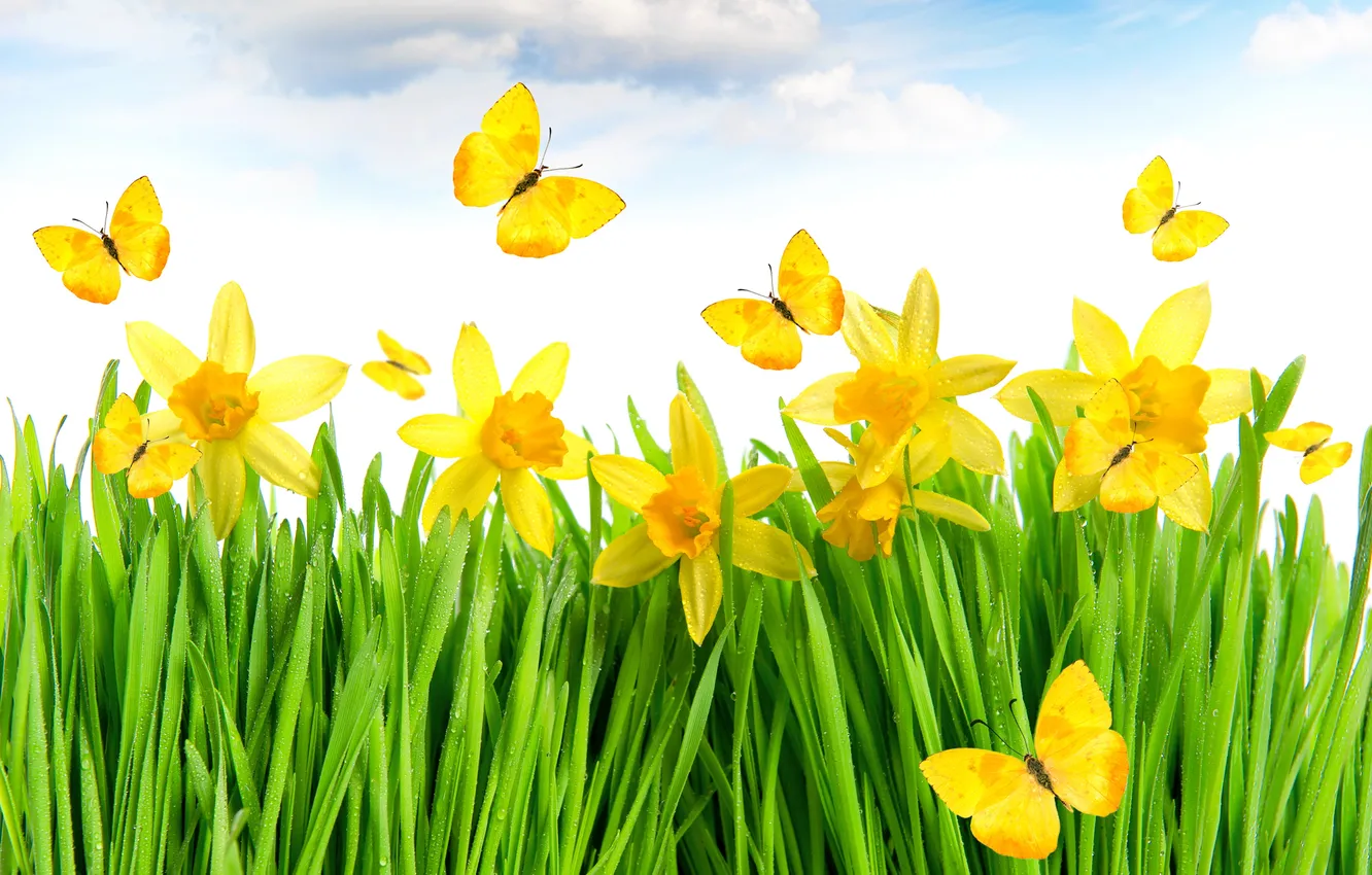 Фото обои grass, yellow, flowers, spring, meadow, butterflies, daffodils