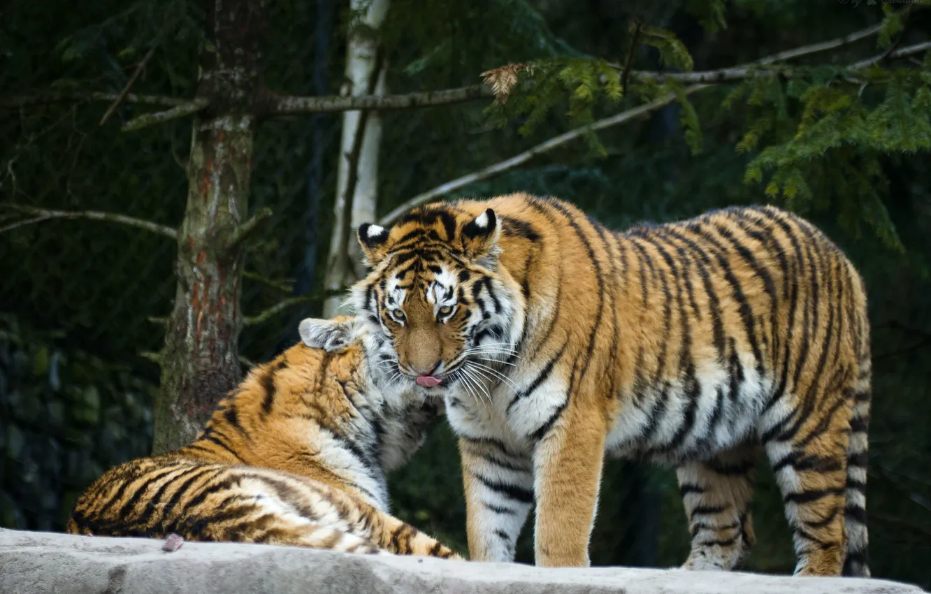 Фото обои кошки, тигр, пара, амурский