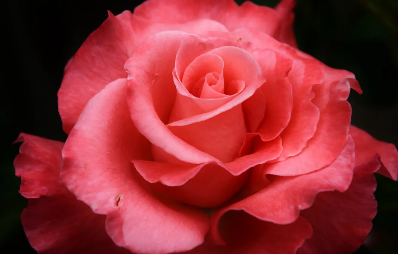 Фото обои цветок, макро, розовая, роза, лепестки