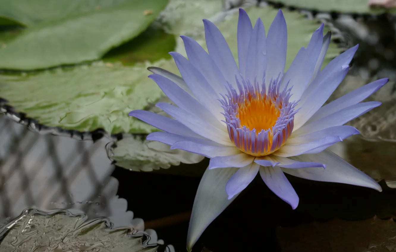 Фото обои цветок, лилия, flower, lily