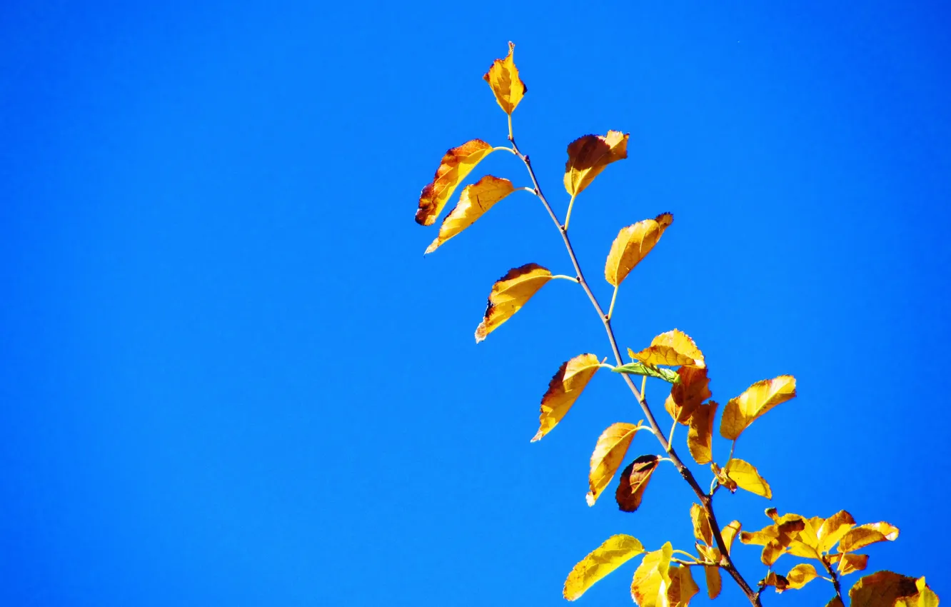 Фото обои autumn, Iran, Kerman, Mahan