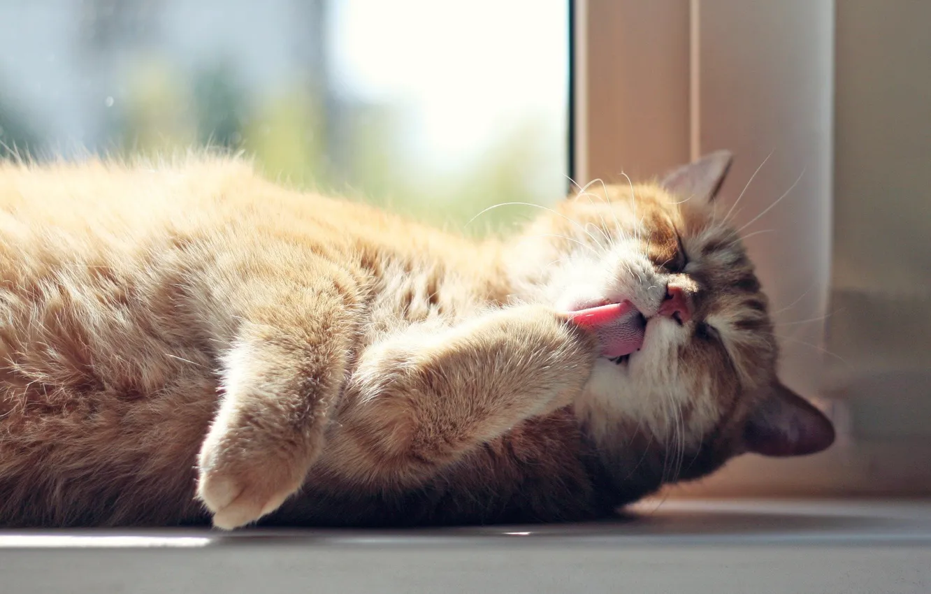 Фото обои кошка, кот, солнце, окно, рыжая