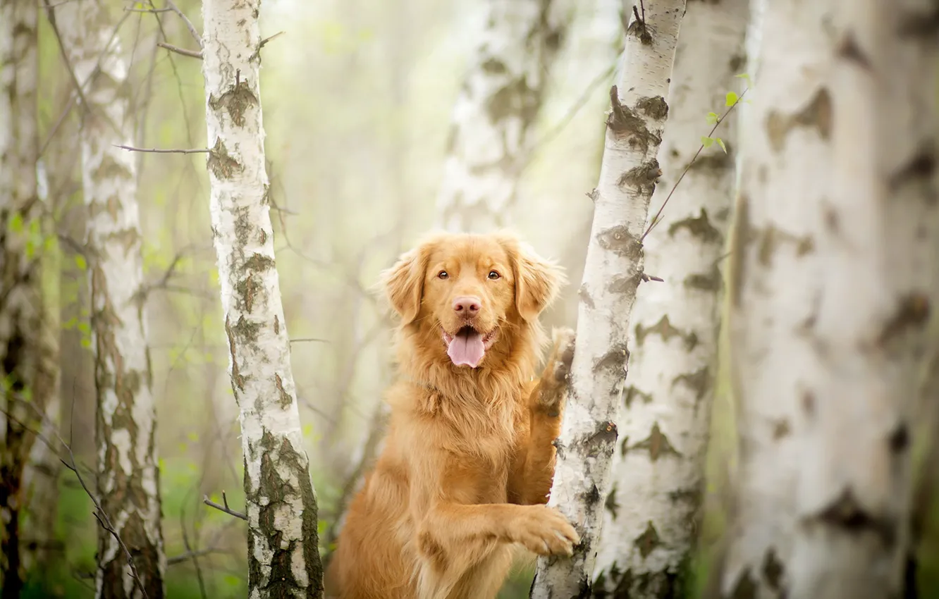 Фото обои взгляд, деревья, друг, собака