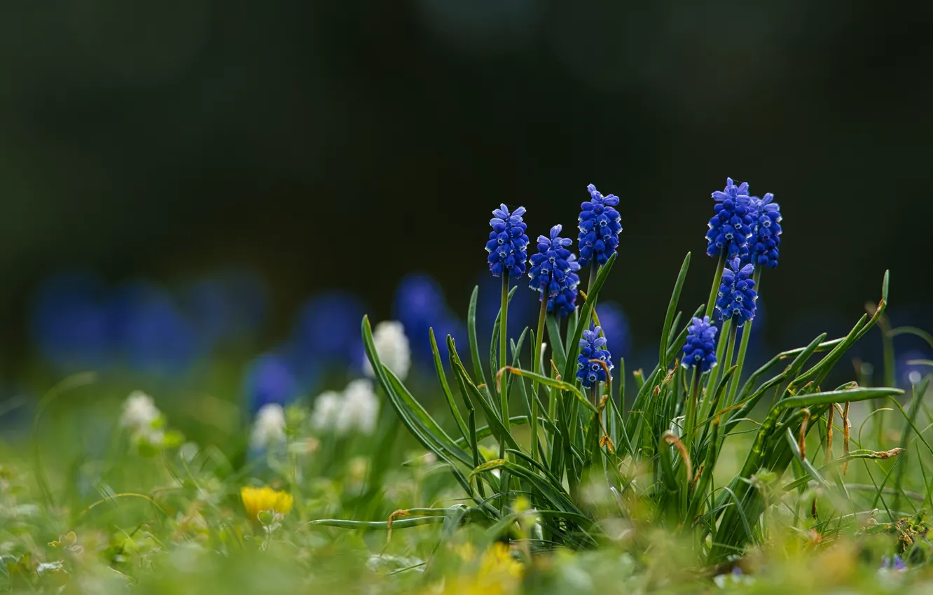 Фото обои цветы, темный фон, поляна, синие, мускари