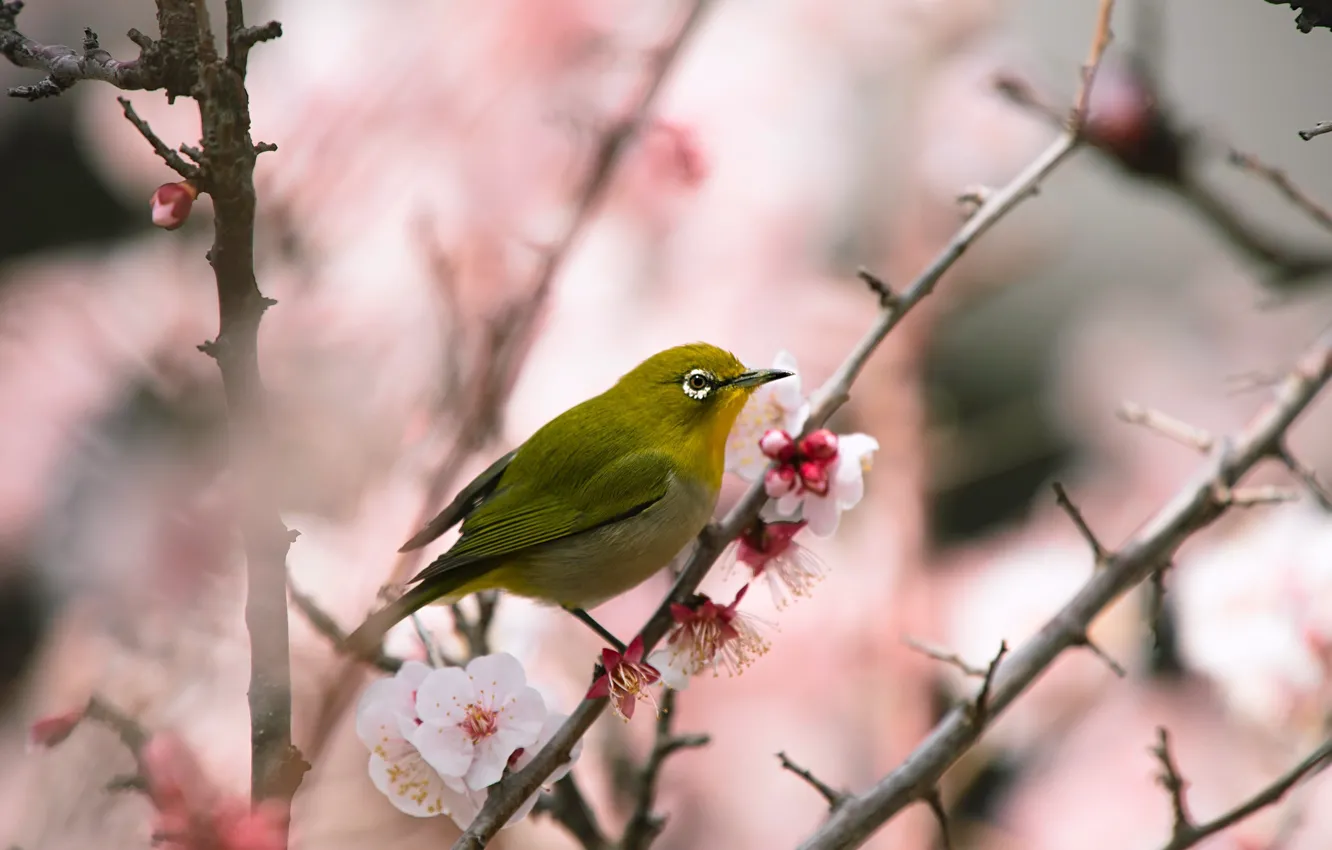 Фото обои цветы, ветки, птица, красота, размытие, весна, сакура, птичка