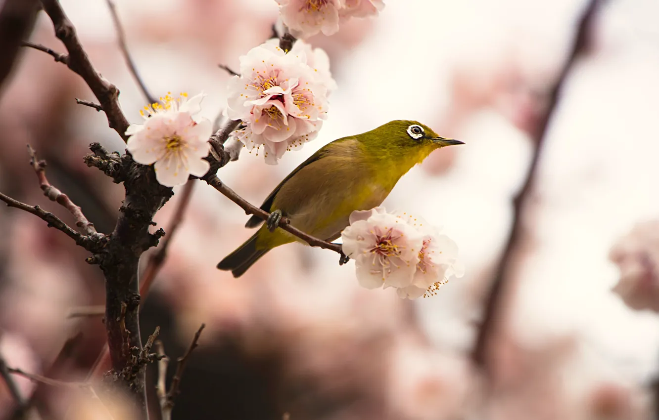 Фото обои цветы, ветки, фон, птица, красота, размытие, весна, сакура
