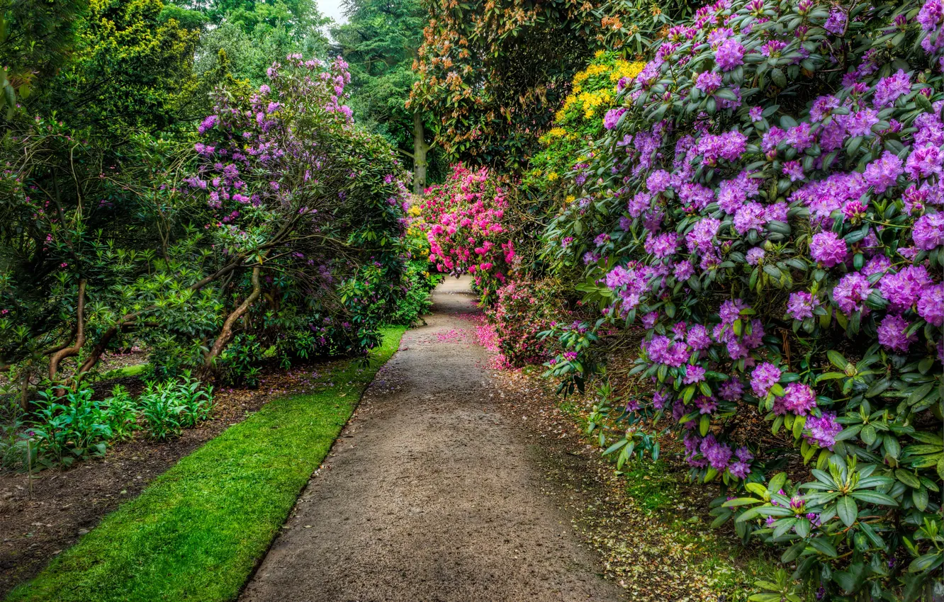 Фото обои зелень, деревья, цветы, парк, дорожка, Великобритания, аллея, кусты