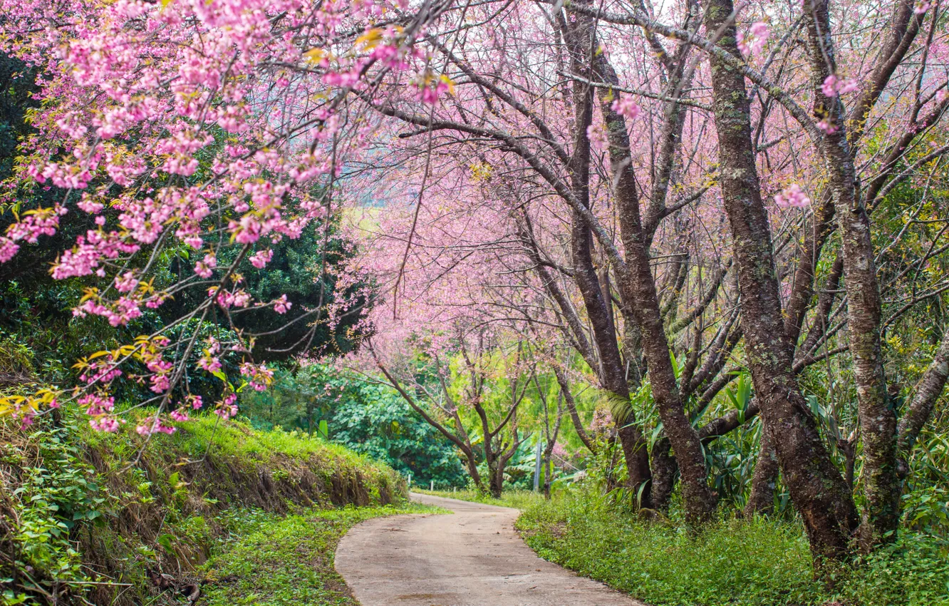 Фото обои деревья, ветки, парк, весна, сакура, цветение, pink, blossom