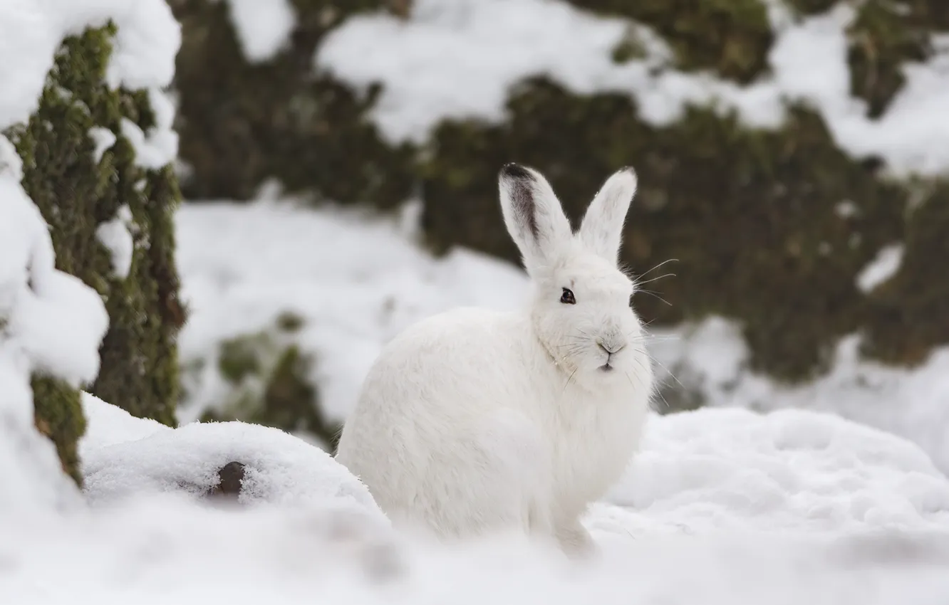 Фото обои зима, снег, заяц, беляк