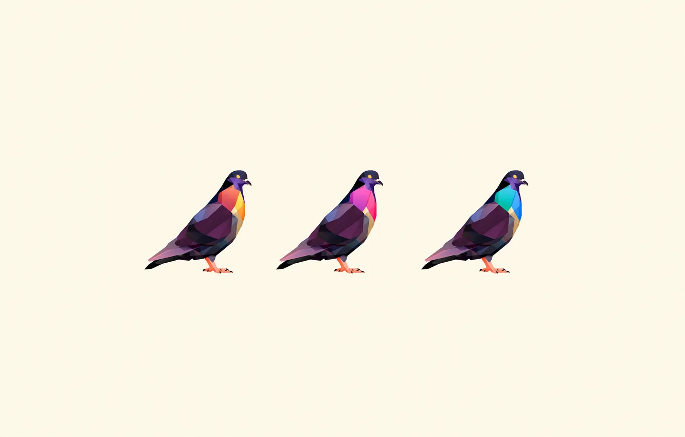 Фото обои птицы, голуби, три, окрас, цветной, белый фон