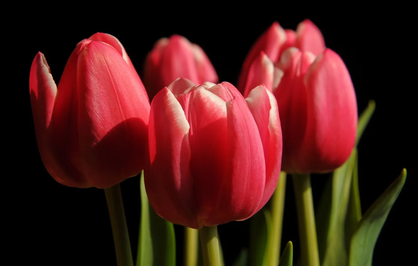 Фото обои цветы, фон, черный, тюльпаны, красные