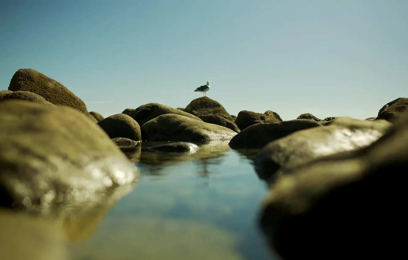 Фото обои море, вода, природа, камни, фото, птица, обои, берег