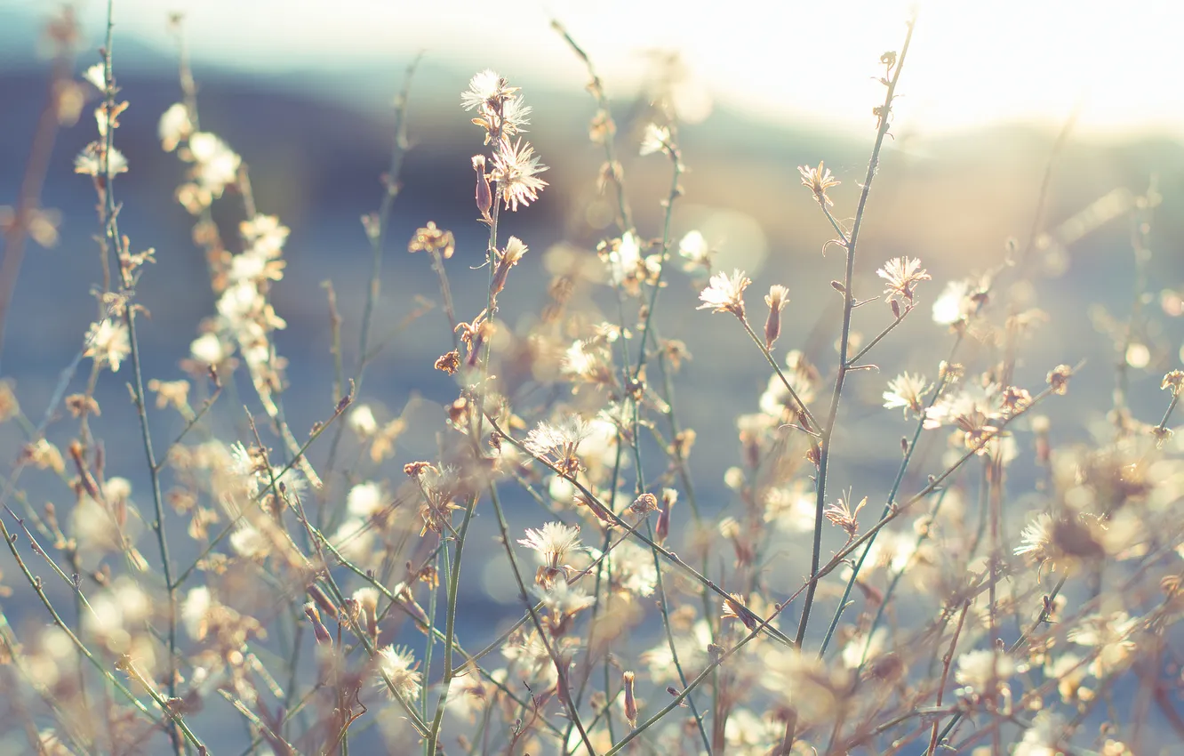 Фото обои трава, солнце, цветы, солнечно, мелкие