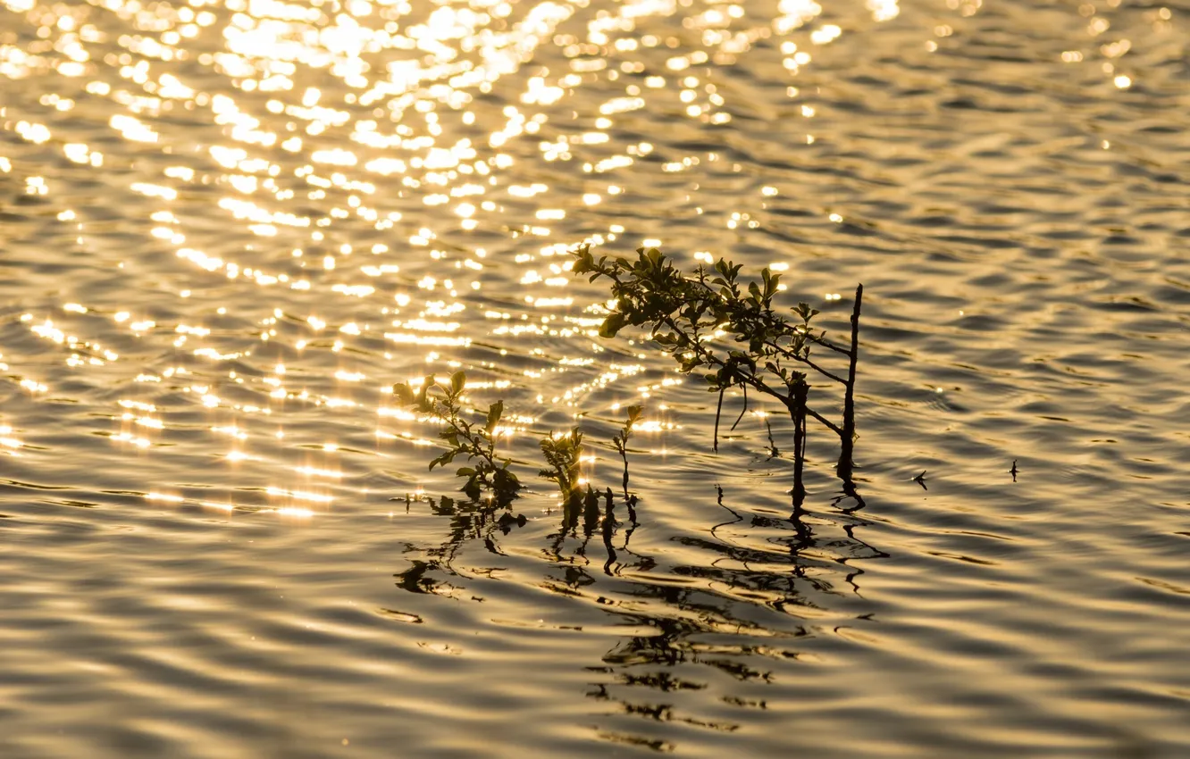 Фото обои вода, солнце, свет, блики, блеск, растение, рябь