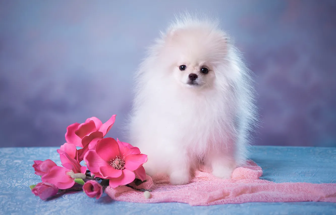 Фото обои белый, взгляд, цветы, поза, фон, голубой, портрет, собака